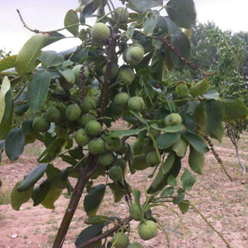 نهال گردو کانادایی ژنوتیپ برتر