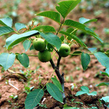 نهال گردو خوشه ای فرانسوی ژنوتیپ برتر